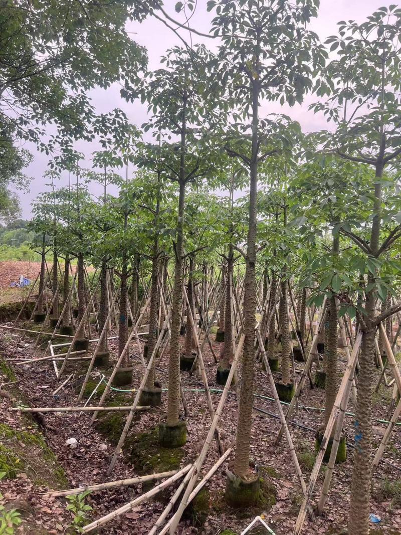 本地木棉10-20公分出售基地现货直销