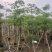 本地木棉10-20公分出售基地现货直销