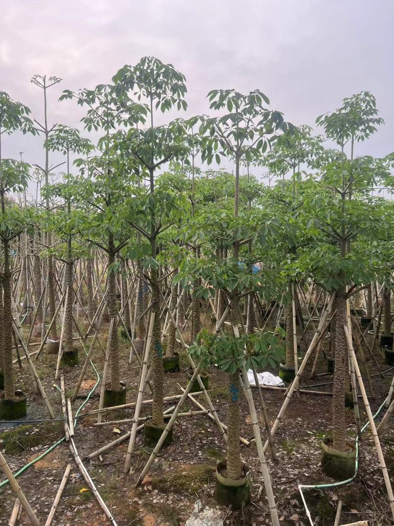 本地木棉10-20公分出售基地现货直销