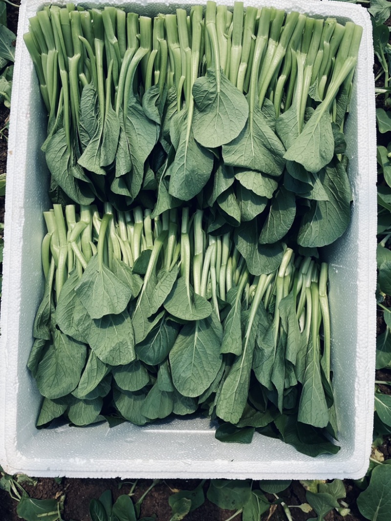 广东菜心