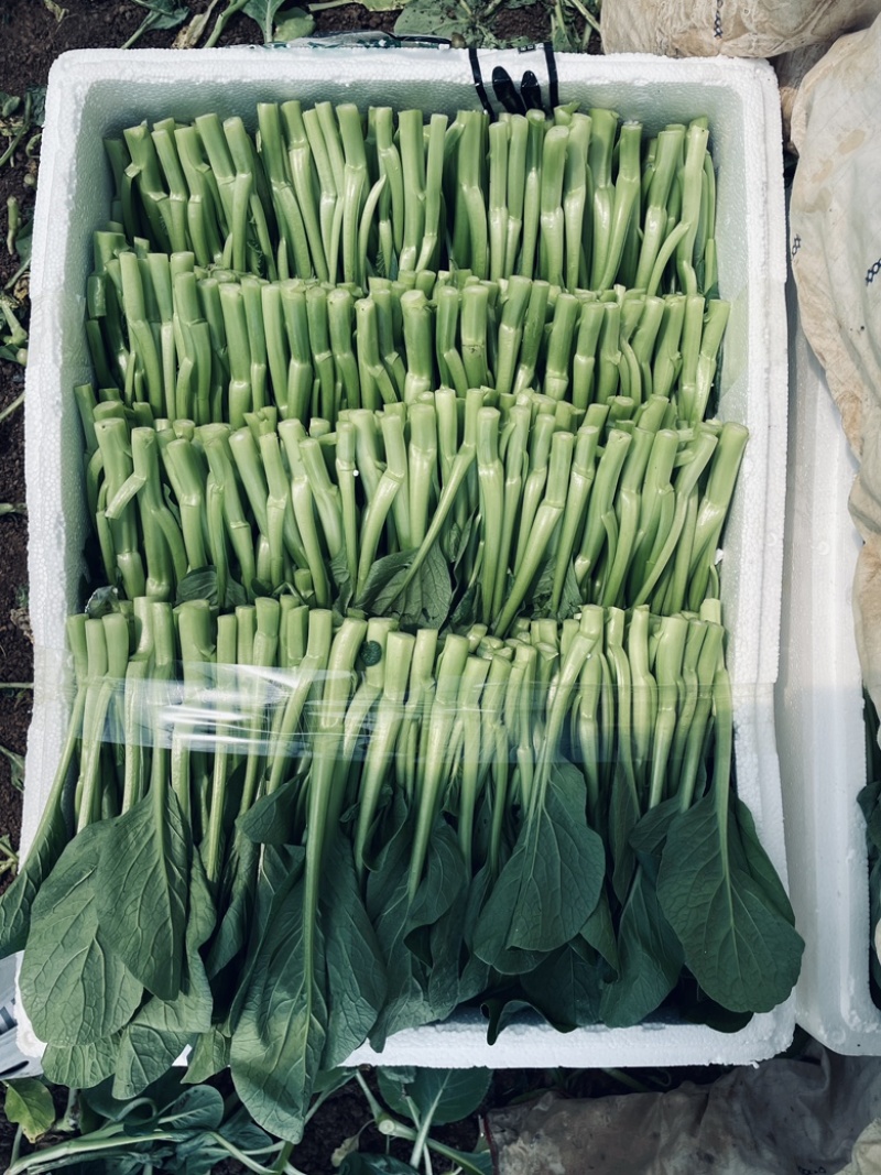 广东菜心