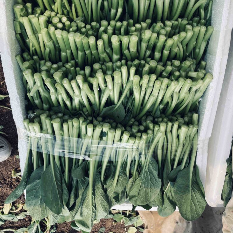 广东菜心