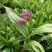【精选】白芨种苗苗圃直发规格齐全量大从优欢迎咨询
