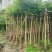 火焰木5-8公分出售基地供应量大质优价格优惠