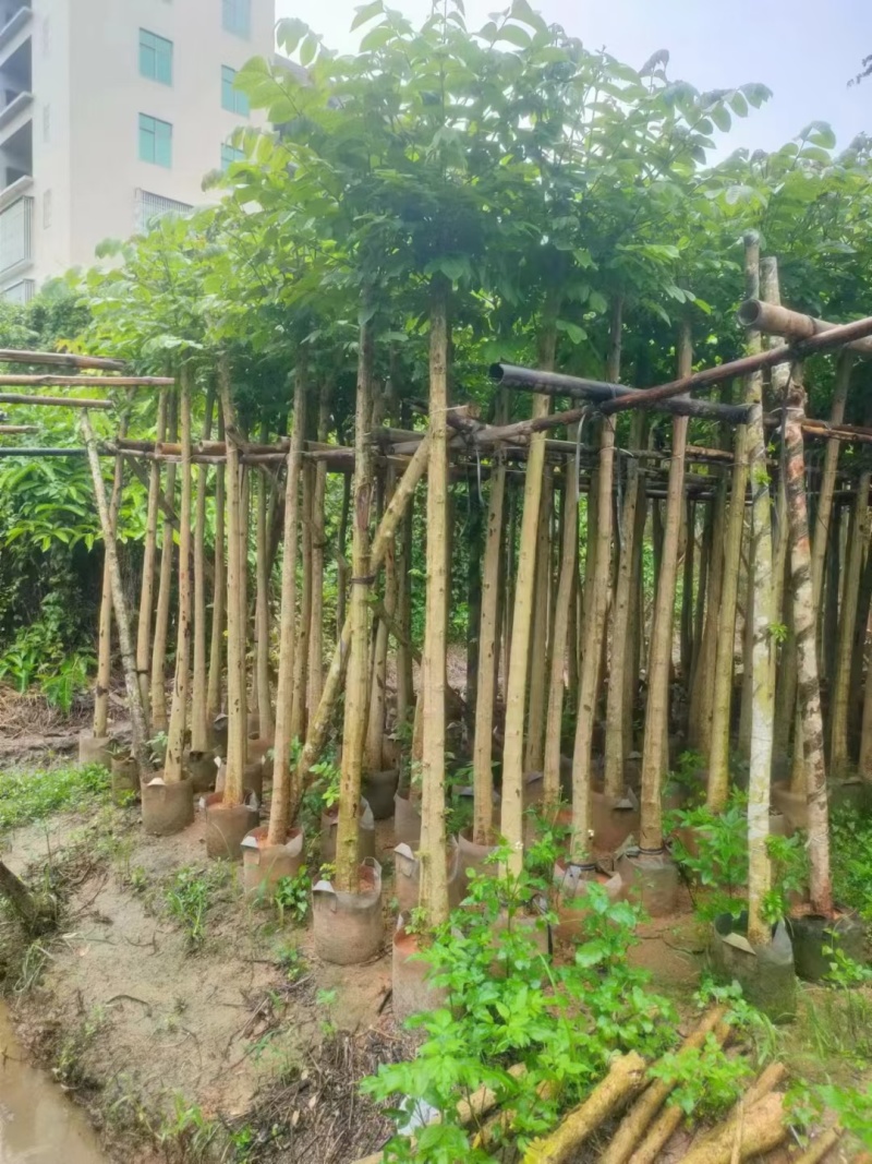 火焰木5-8公分出售基地供应量大质优价格优惠