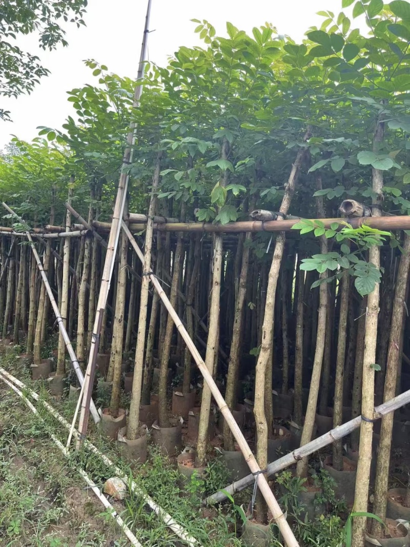 火焰木5-8公分出售基地供应量大质优价格优惠