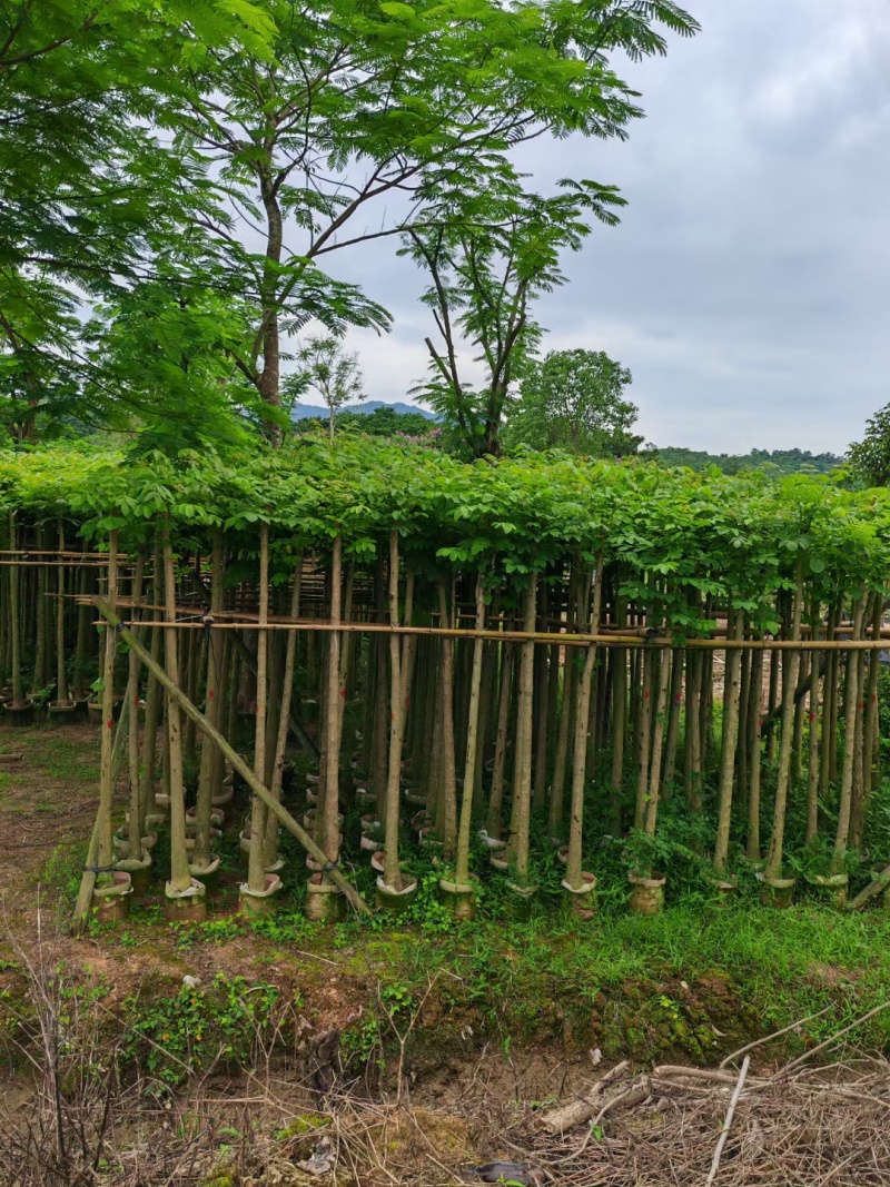 火焰木5-8公分出售基地供应量大质优价格优惠