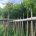 火焰木5-8公分出售基地供应量大质优价格优惠