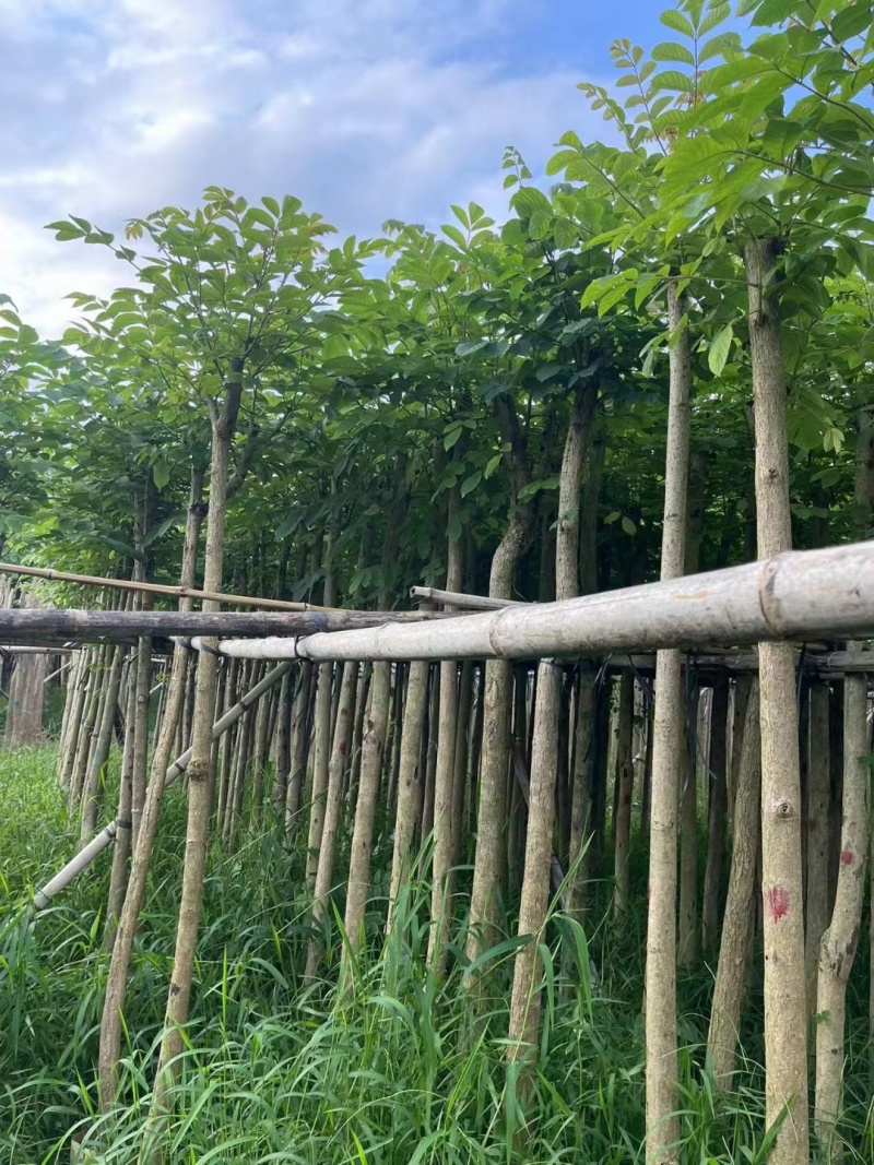 火焰木5-8公分出售基地供应量大质优价格优惠