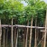 火焰木5-8公分出售基地供应量大质优价格优惠