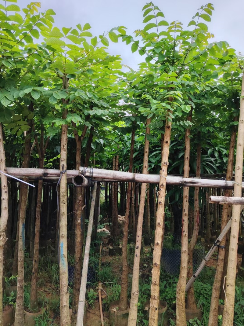 火焰木5-8公分出售基地供应量大质优价格优惠