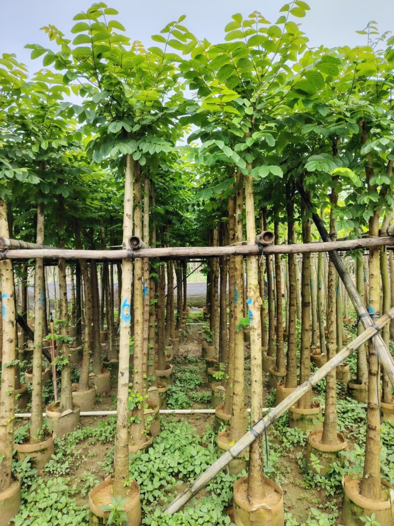 火焰木5-8公分出售基地供应量大质优价格优惠