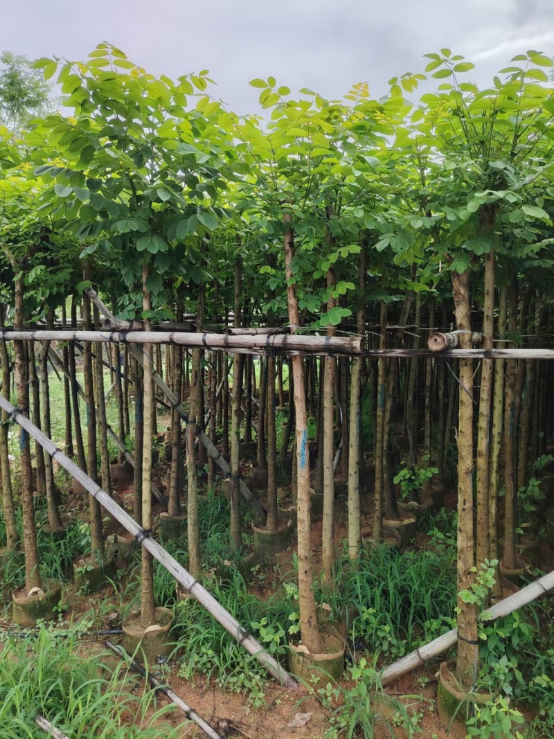 火焰木5-8公分出售基地供应量大质优价格优惠