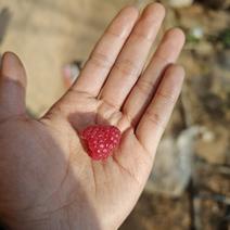 陕西树莓