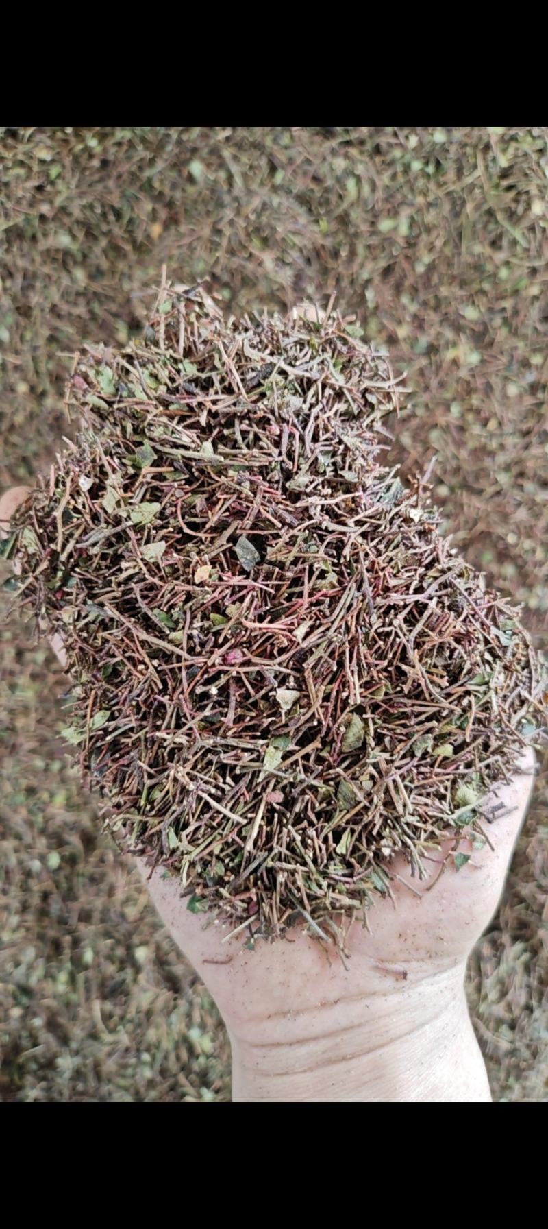 大红袍花椒杆，可打调料，产地直发，一手货源，欢迎采购
