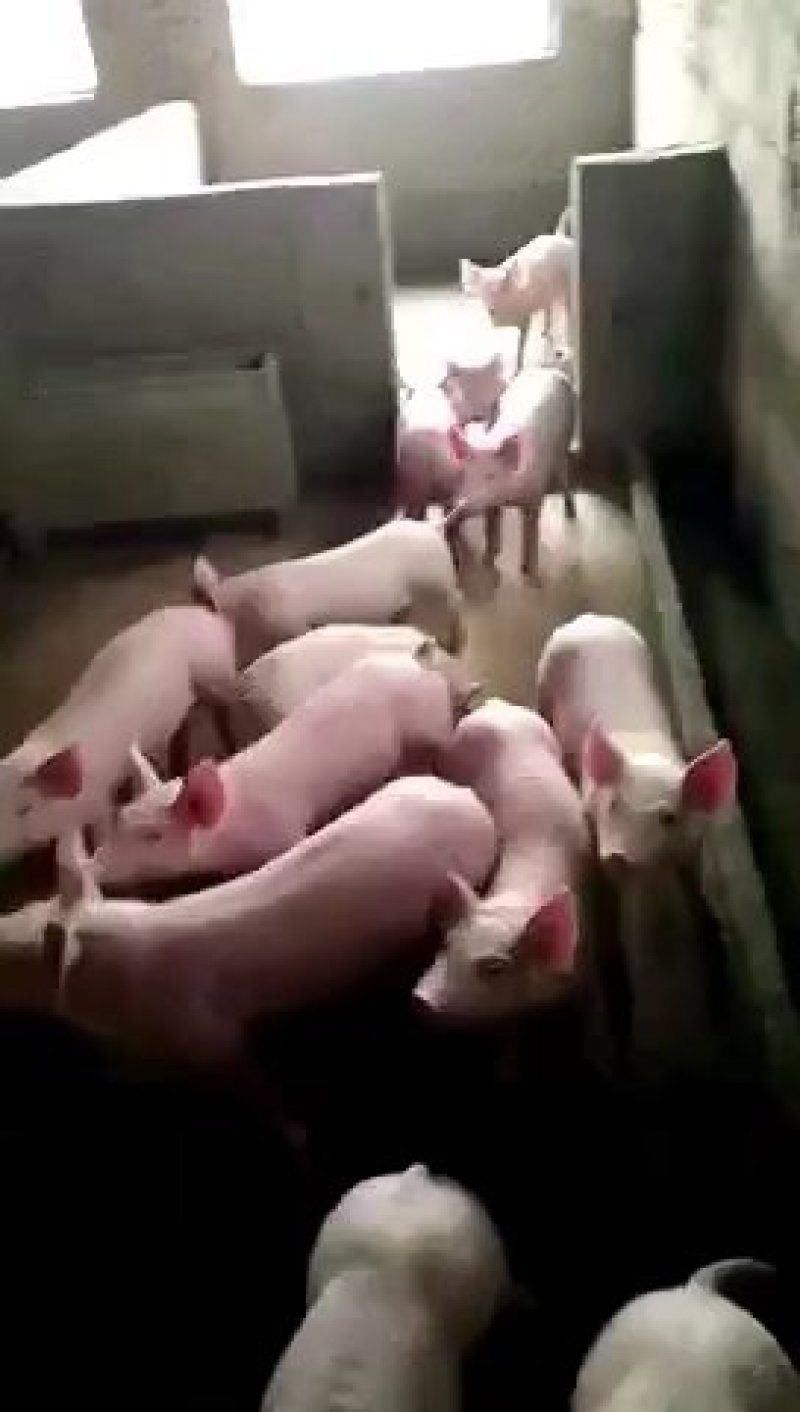 山东仔猪防疫严格品种纯正，猪场挑选，货源充足