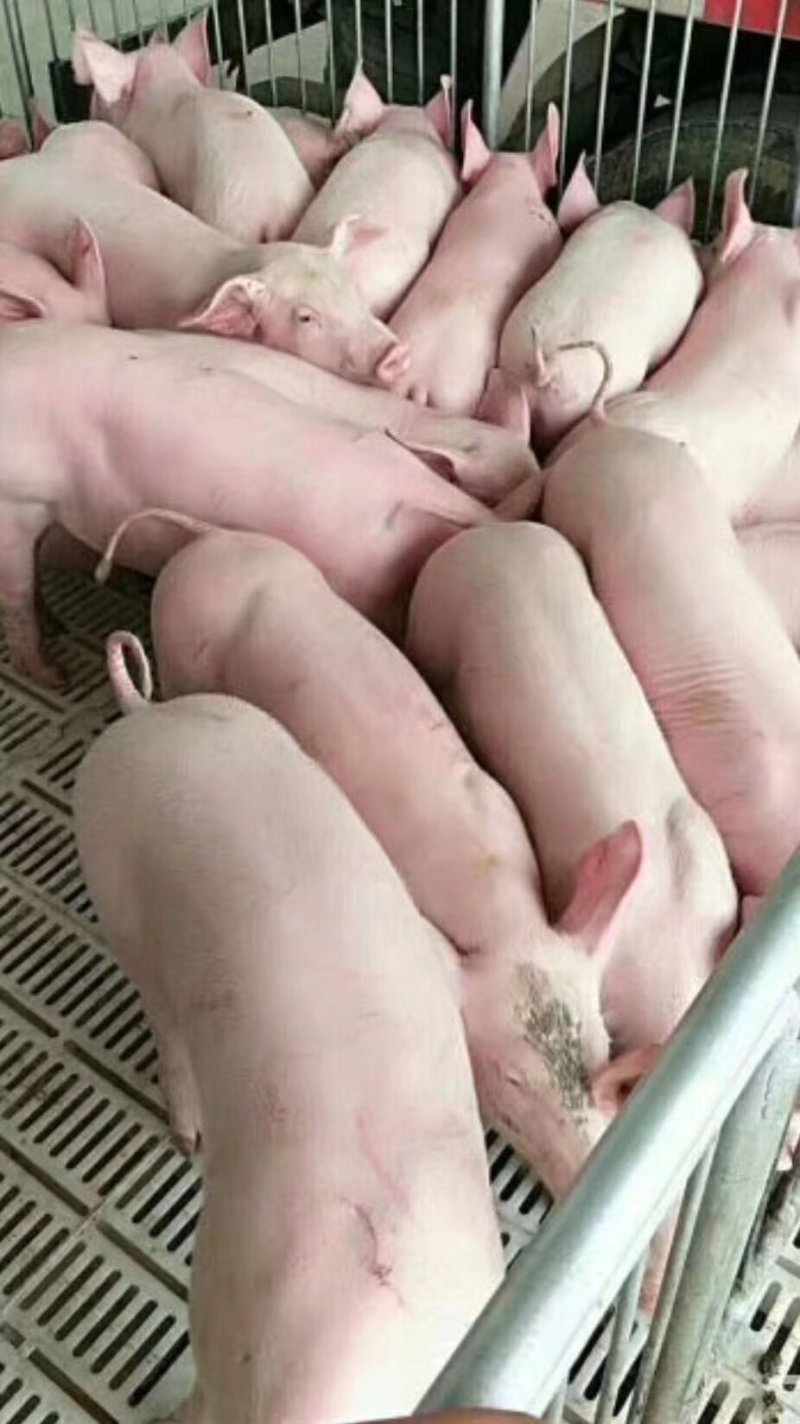 山东仔猪防疫严格品种纯正，猪场挑选，货源充足
