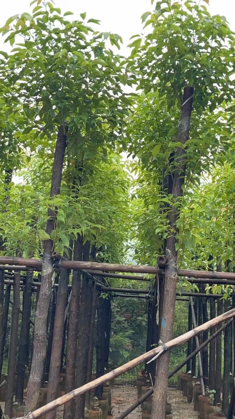 香樟3-12公分出售价格优惠量大从优基地直销