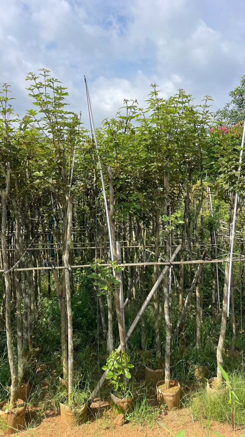 多花黄花风铃木3～15公分基地直销规格齐全欢迎来电
