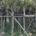 多花黄花风铃木3～15公分基地直销规格齐全欢迎来电
