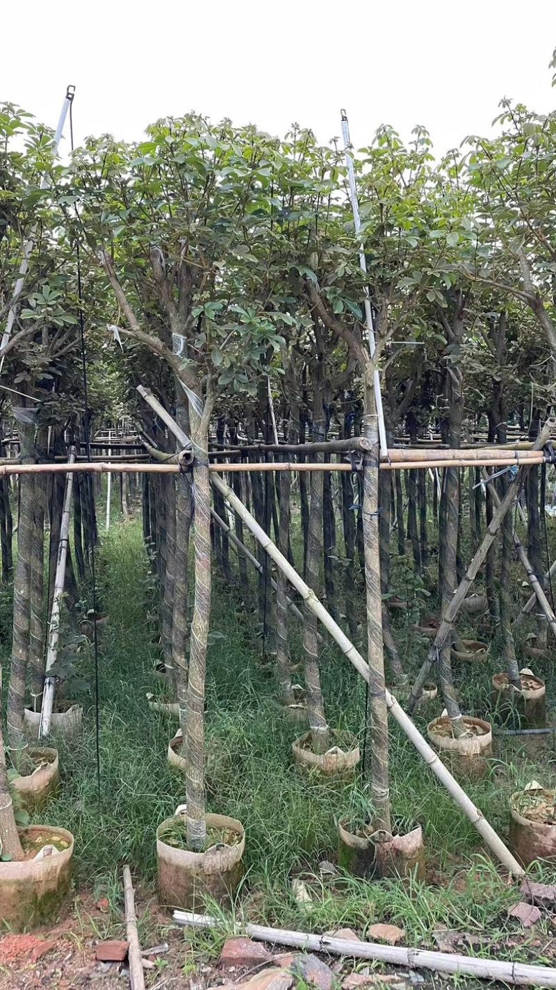 多花黄花风铃木3～15公分基地直销规格齐全欢迎来电