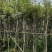多花黄花风铃木3～15公分基地直销规格齐全欢迎来电