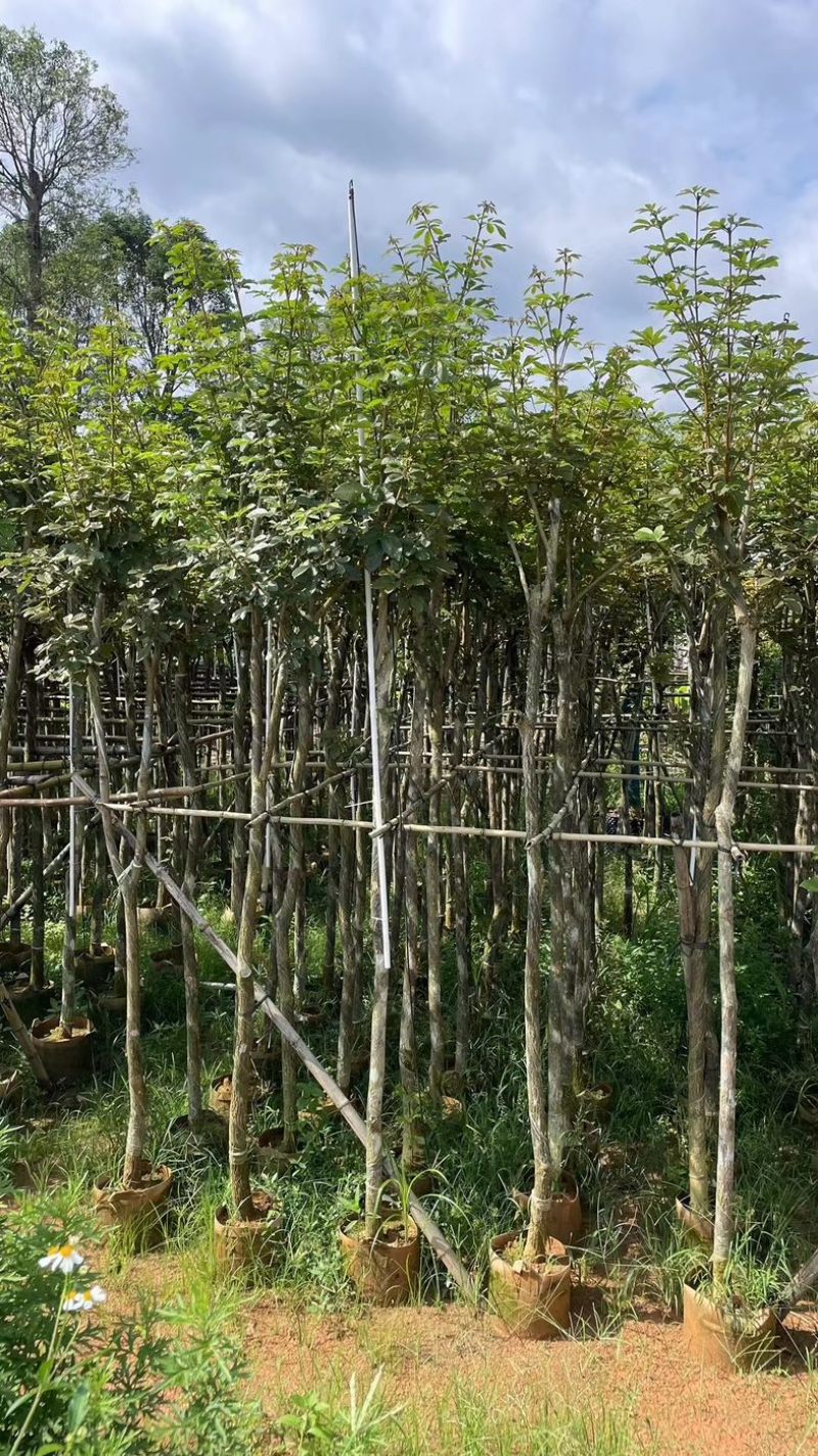 多花黄花风铃木3～15公分基地直销规格齐全欢迎来电