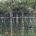 多花黄花风铃木3～15公分基地直销规格齐全欢迎来电