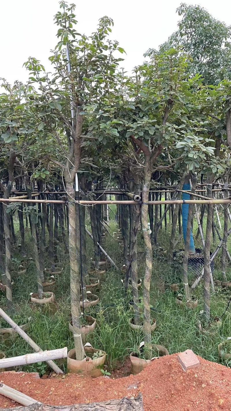 多花黄花风铃木3～15公分基地直销规格齐全欢迎来电