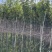 多花黄花风铃木3～15公分基地直销规格齐全欢迎来电
