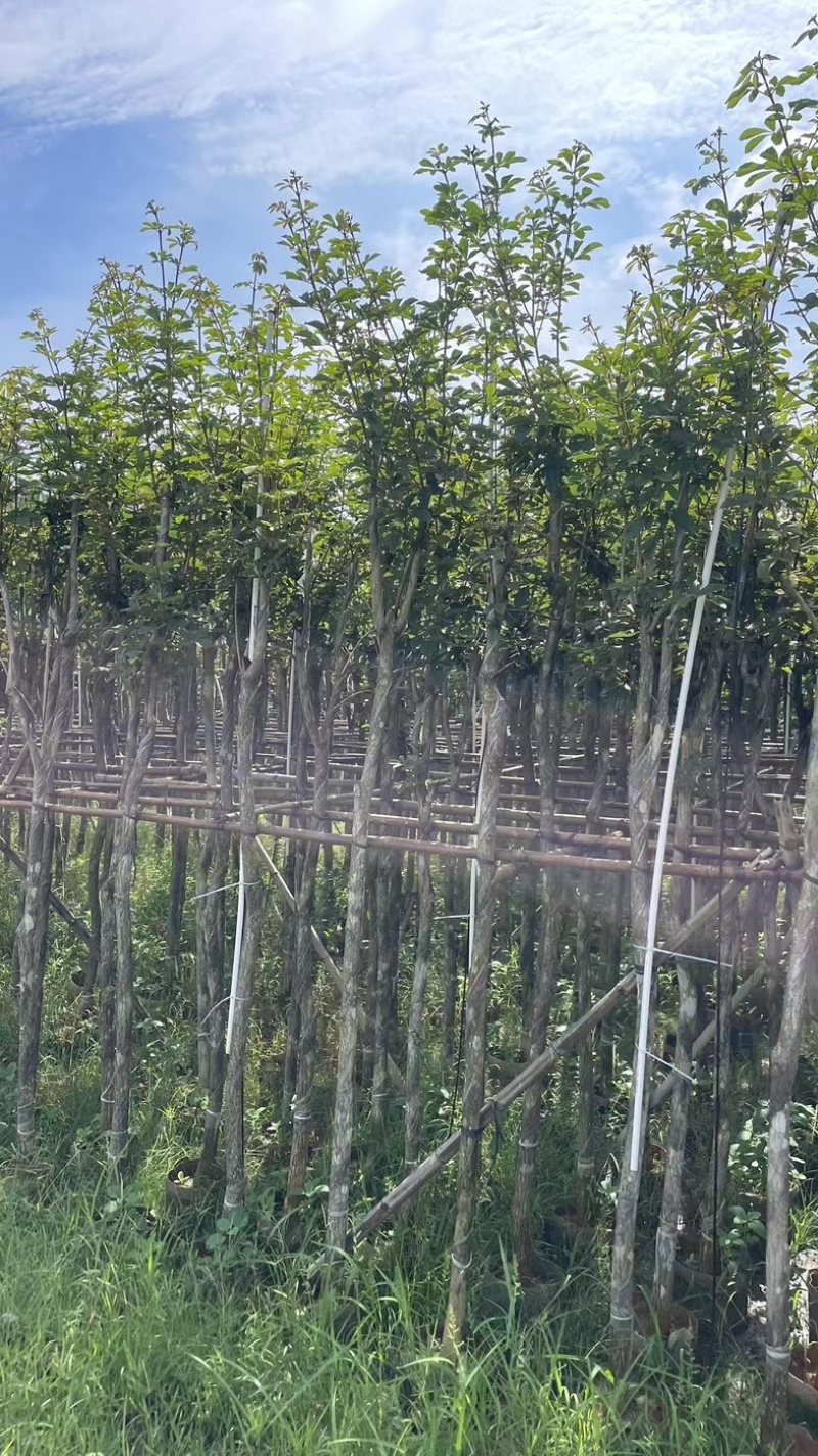 多花黄花风铃木3～15公分基地直销规格齐全欢迎来电