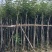 多花黄花风铃木3～15公分基地直销规格齐全欢迎来电