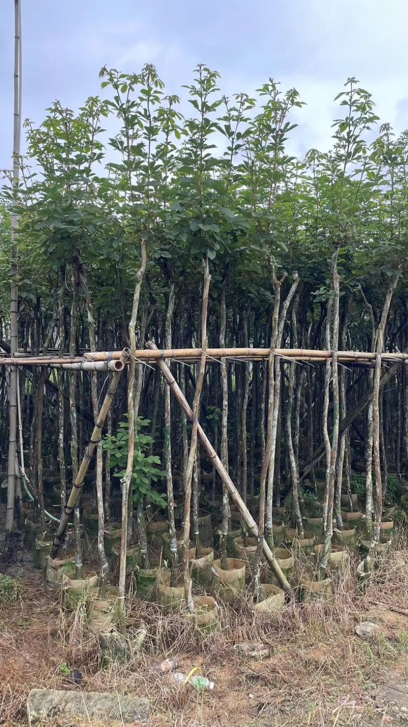 多花黄花风铃木3～15公分基地直销规格齐全欢迎来电