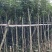 多花黄花风铃木3～15公分基地直销规格齐全欢迎来电