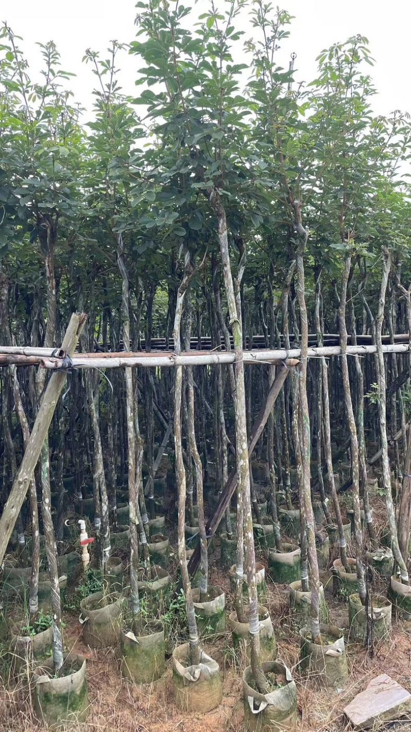 多花黄花风铃木3～15公分基地直销规格齐全欢迎来电