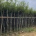 多花黄花风铃木3～15公分基地直销规格齐全欢迎来电