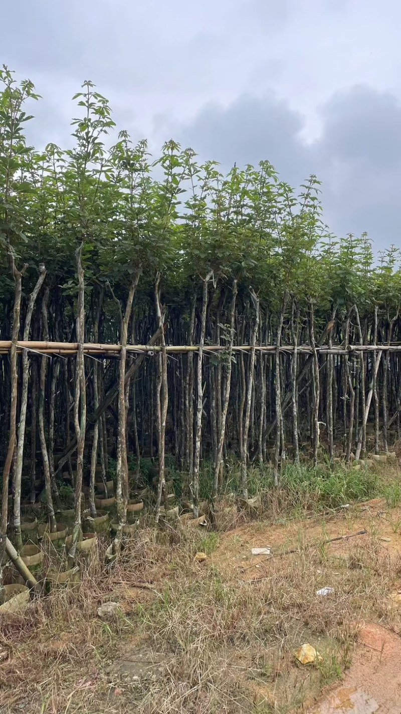 多花黄花风铃木3～15公分基地直销规格齐全欢迎来电