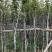 多花黄花风铃木3～15公分基地直销规格齐全欢迎来电