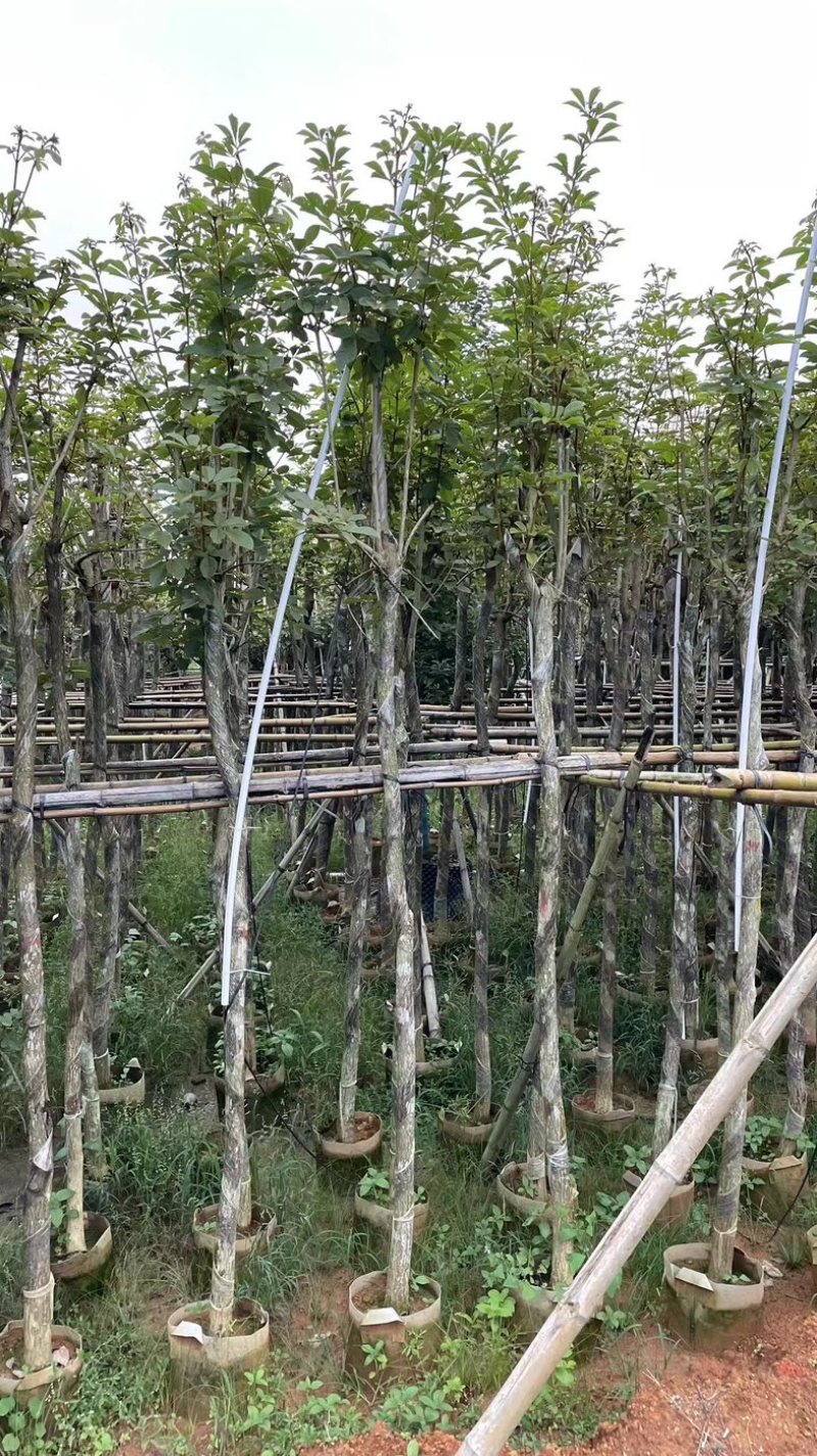 多花黄花风铃木3～15公分基地直销规格齐全欢迎来电