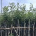 多花黄花风铃木3～15公分基地直销规格齐全欢迎来电