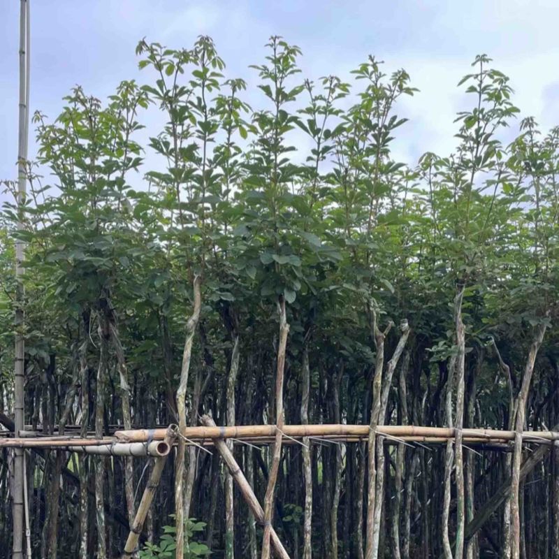 多花黄花风铃木3～15公分基地直销规格齐全欢迎来电
