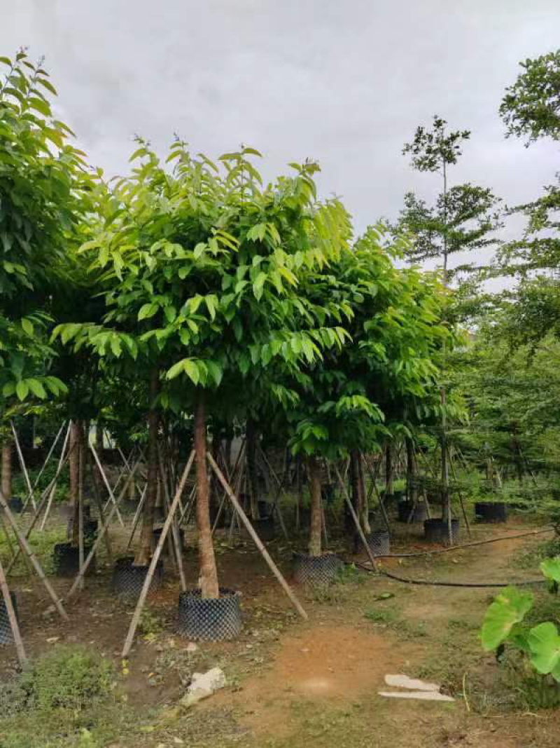 大叶紫薇骨架12～15公分基地直销规格齐全欢迎来电