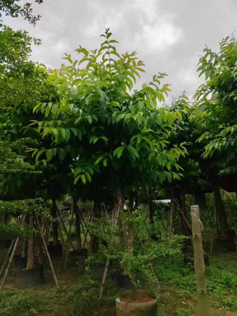 大叶紫薇骨架12～15公分基地直销规格齐全欢迎来电
