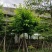大叶紫薇骨架12～15公分基地直销规格齐全欢迎来电