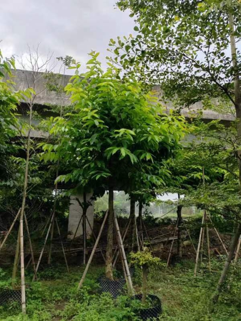 大叶紫薇骨架12～15公分基地直销规格齐全欢迎来电