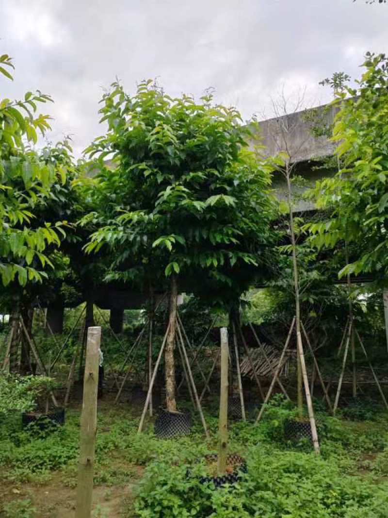 大叶紫薇骨架12～15公分基地直销规格齐全欢迎来电
