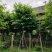 大叶紫薇骨架12～15公分基地直销规格齐全欢迎来电