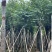 宫粉紫荆12～20公分基地直销规格齐全欢迎老板来电