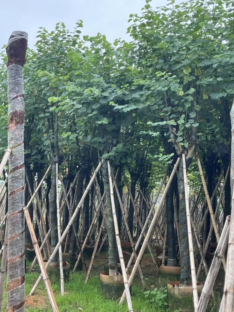 宫粉紫荆12～20公分基地直销规格齐全欢迎老板来电