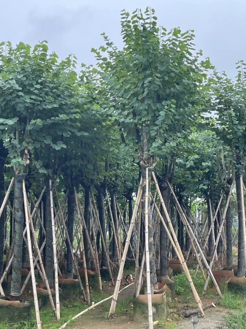 宫粉紫荆12～20公分基地直销规格齐全欢迎老板来电